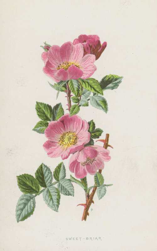 Sweet-Briar (chromolitho) بواسطة فريدريك إدوارد هولم