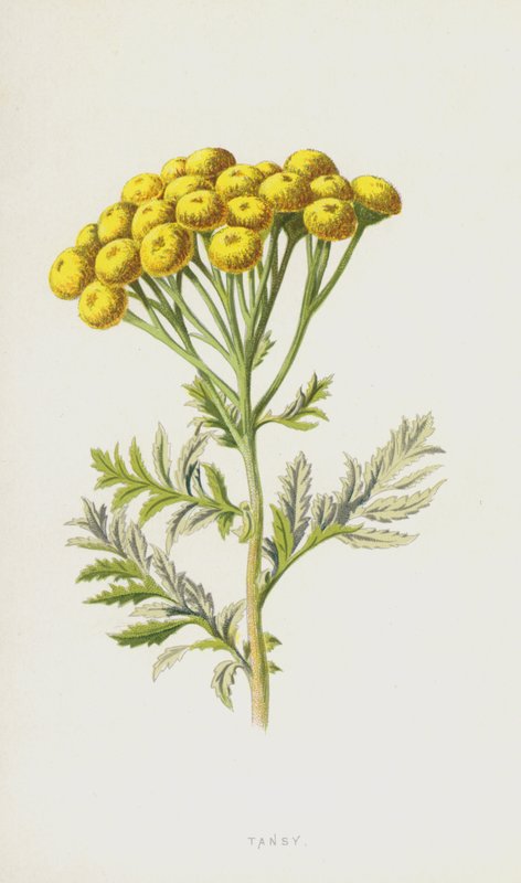 Tansy (chromolitho) بواسطة فريدريك إدوارد هولم