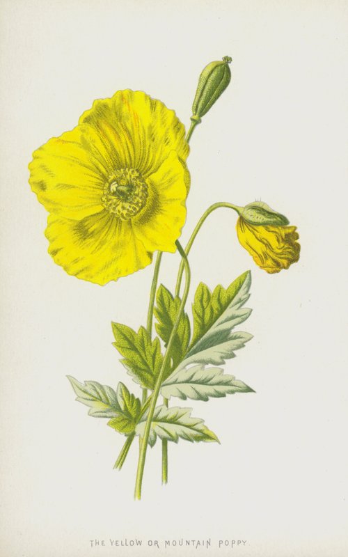 الخشخاش الأصفر أو الجبل (chromolitho) بواسطة فريدريك إدوارد هولم