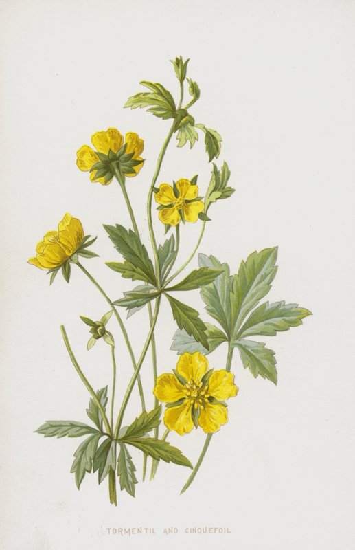 Tormentil و Cinquefoil (chromolitho) بواسطة فريدريك إدوارد هولم