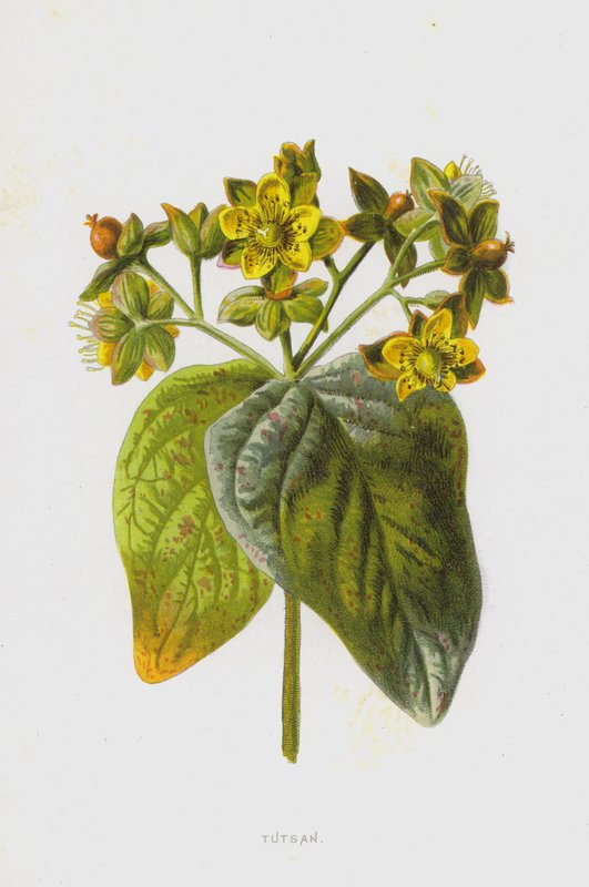 Tutsan (chromolitho) بواسطة فريدريك إدوارد هولم