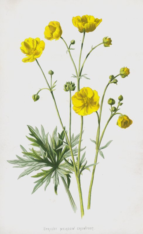 Upright Meadow Crowfoot (كروموليثو) بواسطة فريدريك إدوارد هولم