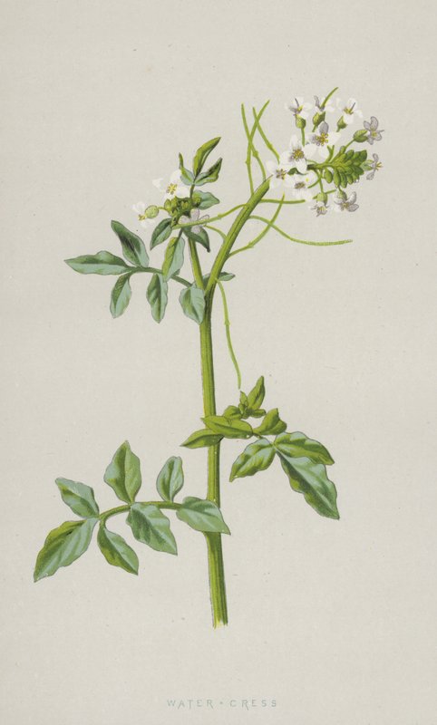رشاد الماء (chromolitho) بواسطة فريدريك إدوارد هولم