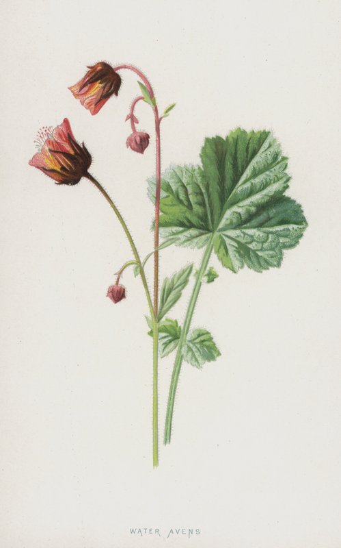 الماء Avens (chromolitho) بواسطة فريدريك إدوارد هولم