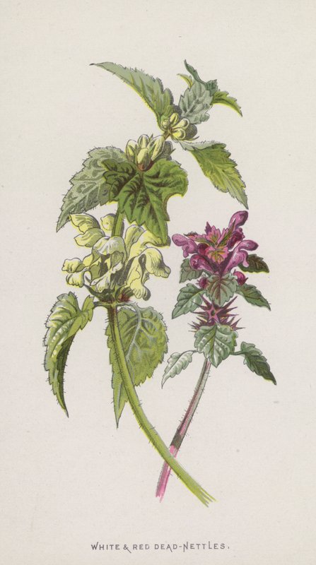 نبات القراص الأبيض والأحمر الميت (chromolitho) بواسطة فريدريك إدوارد هولم