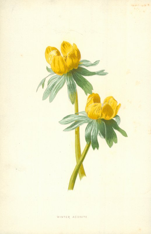 Aconite الشتاء بواسطة فريدريك إدوارد هولم