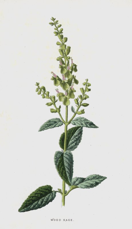 خشب المريمية (chromolitho) بواسطة فريدريك إدوارد هولم