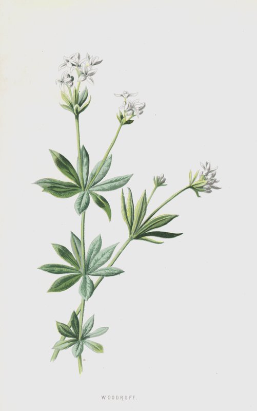 Woodruff (chromolitho) بواسطة فريدريك إدوارد هولم