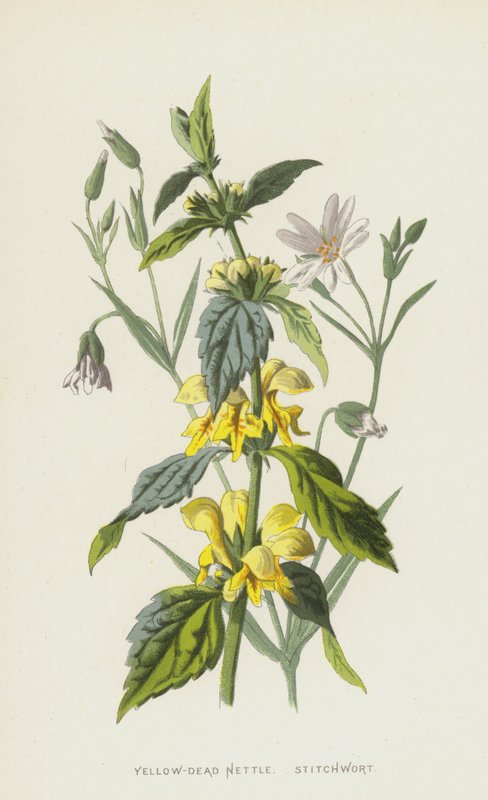 نبات القراص الأصفر-الميت ، Stitchwort (chromolitho) بواسطة فريدريك إدوارد هولم