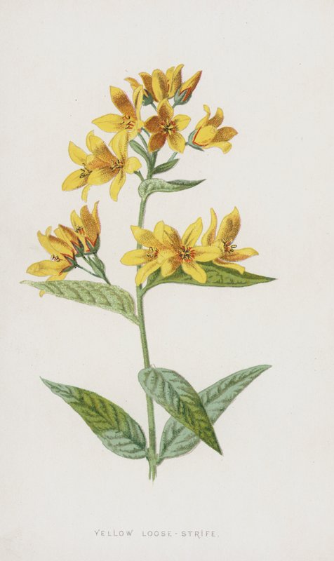صفراء فضفاضة الفتنة (chromolitho) بواسطة فريدريك إدوارد هولم