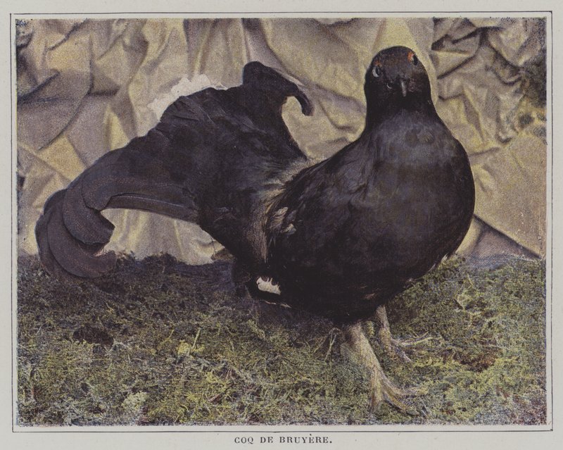 Capercaillie (صورة ملونة) بواسطة مصور فرنسي