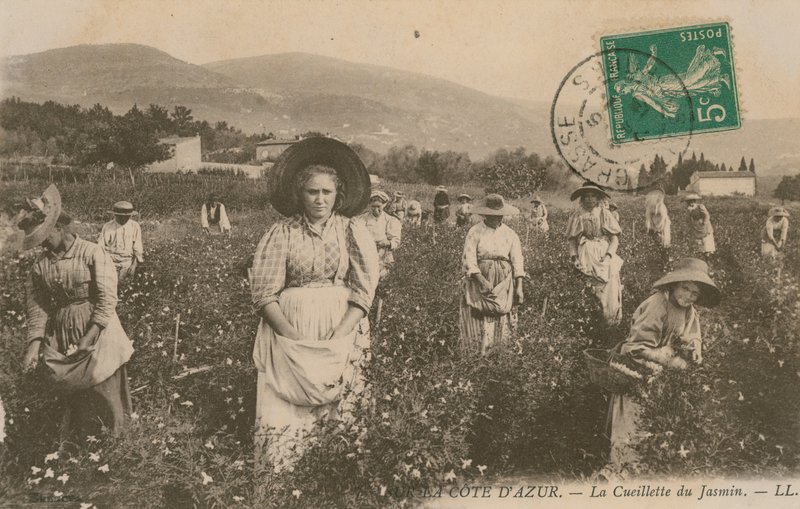 كوت دازور ، قطف الياسمين. أُرسلت البطاقة البريدية عام 1913. بواسطة مصور فرنسي