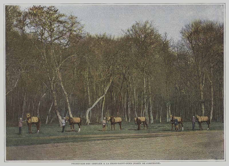 تمرين خيول السباق في La Croix-Saint-Ouen في Foret de Compiegne ، فرنسا (صورة ملونة) بواسطة مصور فرنسي