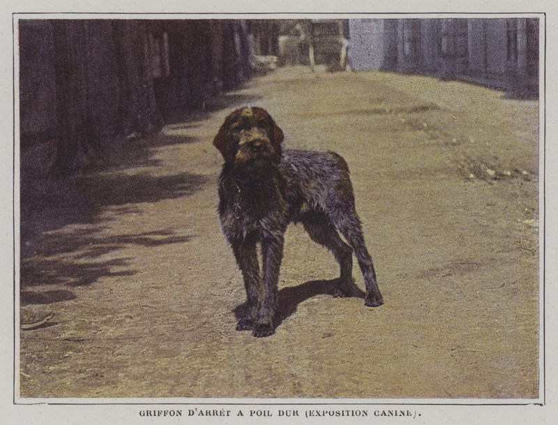 Wirehaired Pointing Griffon (صورة ملونة) بواسطة مصور فرنسي