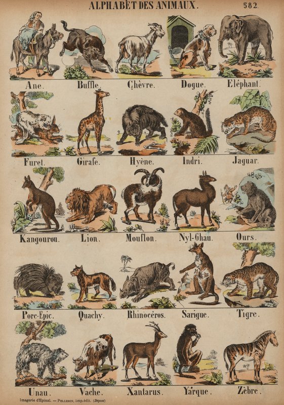A to Z of animals (coloured engraving) بواسطة المدرسة الفرنسية