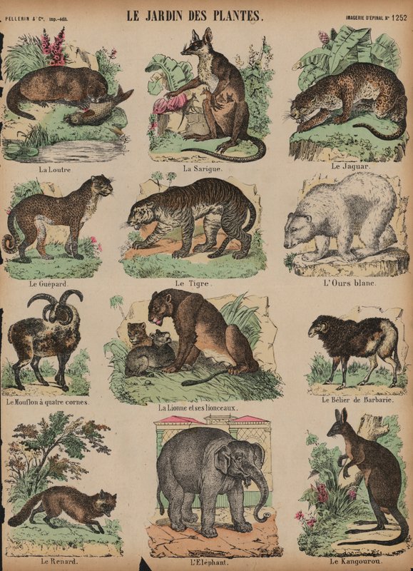 Animals at the Jardin des Plantes, Paris, France (coloured engraving) بواسطة المدرسة الفرنسية