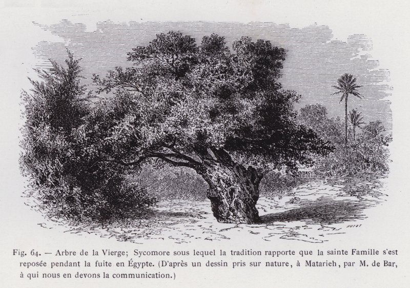 شجرة العذراء الجميز الذي تفيد التقاليد بموجبه أن العائلة المقدسة استقرت أثناء الرحلة إلى مصر ، من رسم مأخوذ من الطبيعة ، في المطرية ، بواسطة إم دي بار ، الذي ندين له بالتواصل (نقش) بواسطة المدرسة الفرنسية