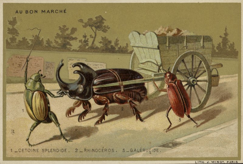 تتميز بطاقات Au Bon Marche بالحشرات المجسمة بواسطة المدرسة الفرنسية