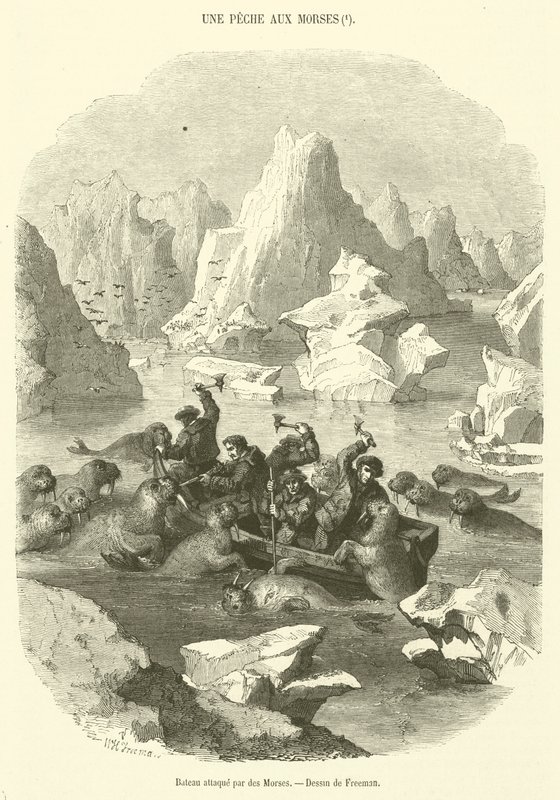 Bateau attaque par des Morses (engraving) بواسطة المدرسة الفرنسية