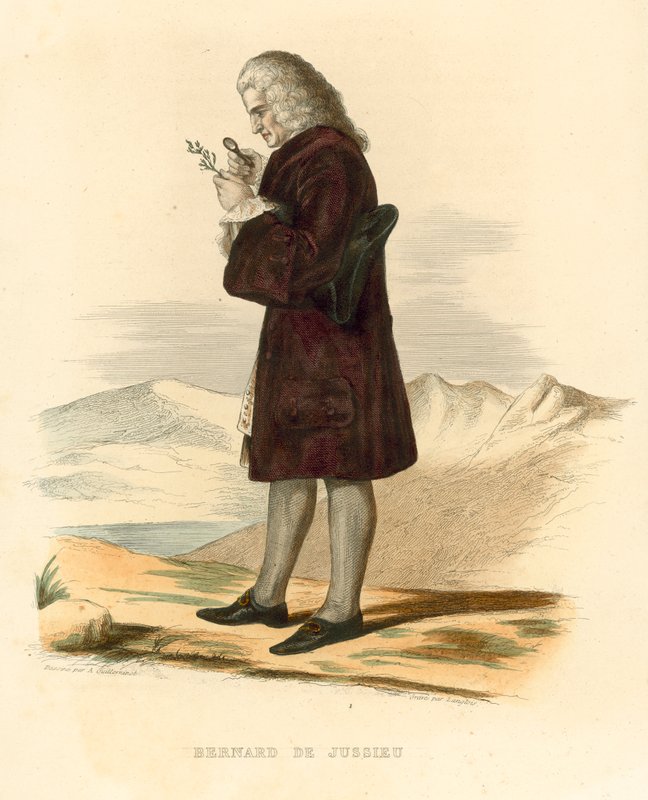 Bernard de Jussieu (coloured engraving) بواسطة المدرسة الفرنسية