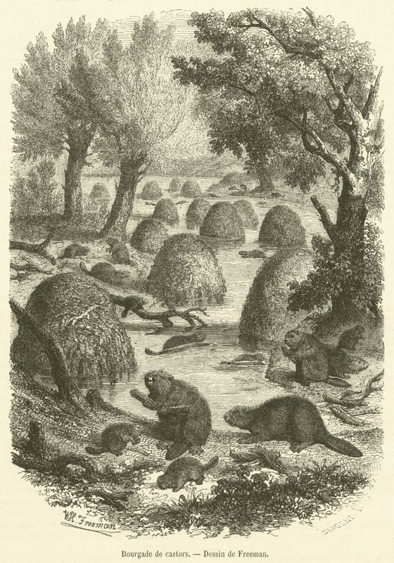 Bourgade de castors (engraving) بواسطة المدرسة الفرنسية