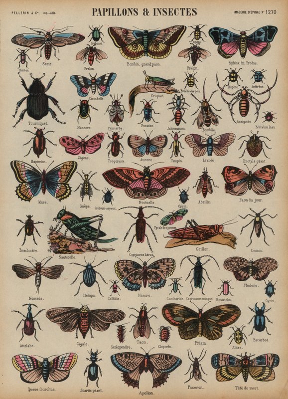 Butterflies and other insects (coloured engraving) بواسطة المدرسة الفرنسية