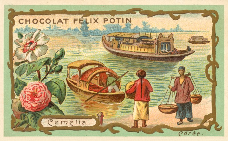 Camelia, Korea (chromolitho) بواسطة المدرسة الفرنسية