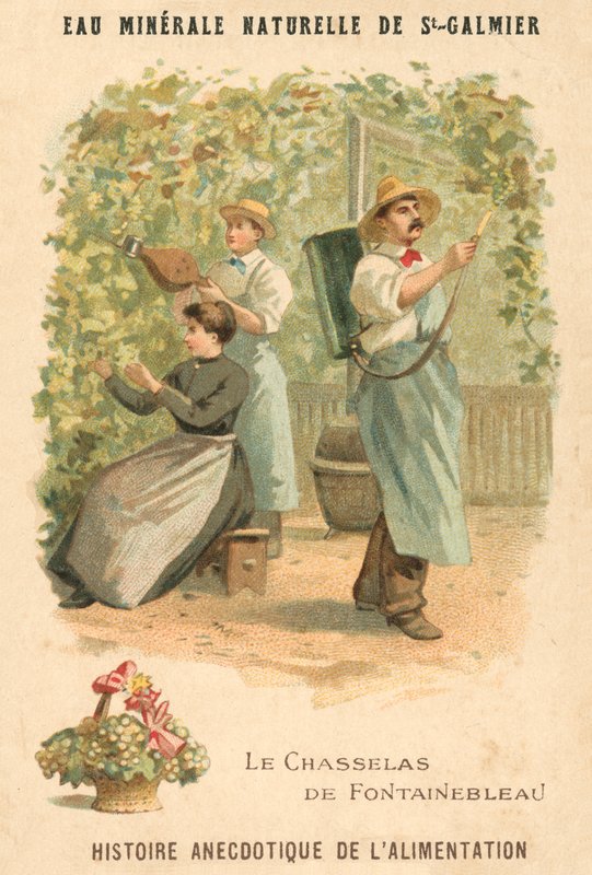 Chasselas de Fontainebleau grapes (chromolitho) بواسطة المدرسة الفرنسية