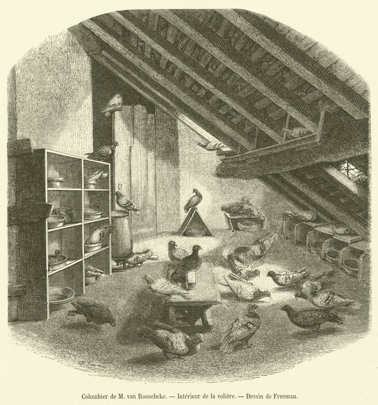 Colombier de M van Roosebeke ، Interieur de la aviary (نقش) بواسطة المدرسة الفرنسية