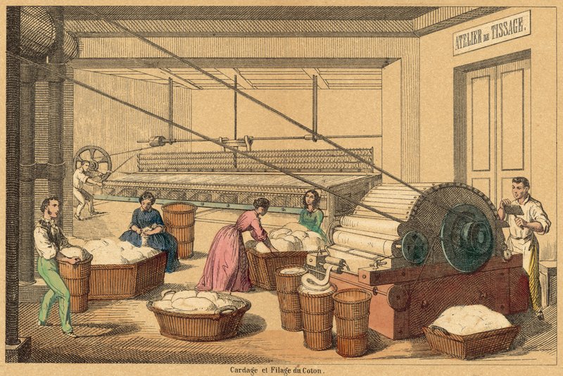 Cotton (coloured engraving) بواسطة المدرسة الفرنسية