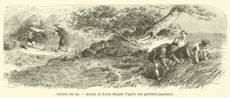 زراعة الأرز (النقش) بواسطة المدرسة الفرنسية
