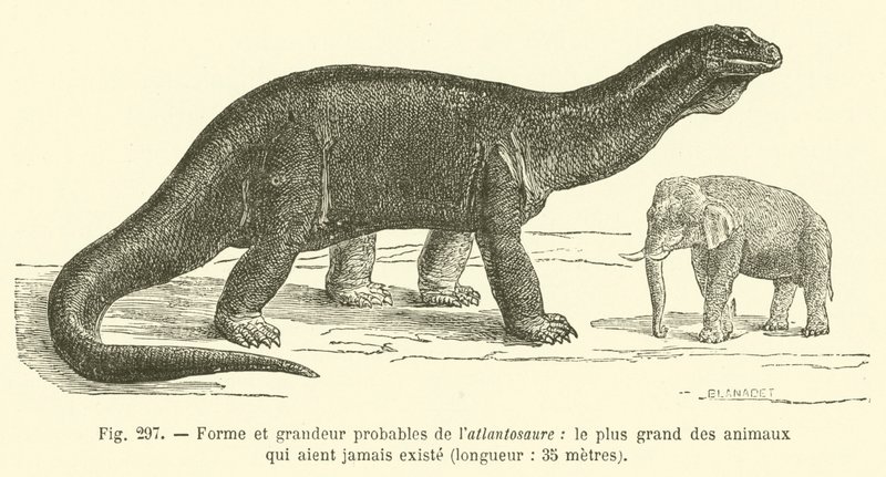 الشكل والحجم المحتملان لـ Atlantosaurus ، أكبر حيوان موجود على الإطلاق ، الطول 35 مترًا (نقش) بواسطة المدرسة الفرنسية