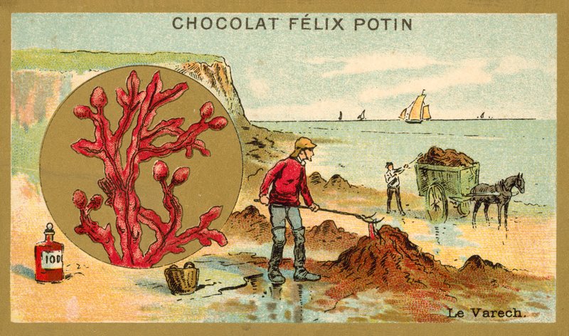 Kelp (chromolitho) بواسطة المدرسة الفرنسية