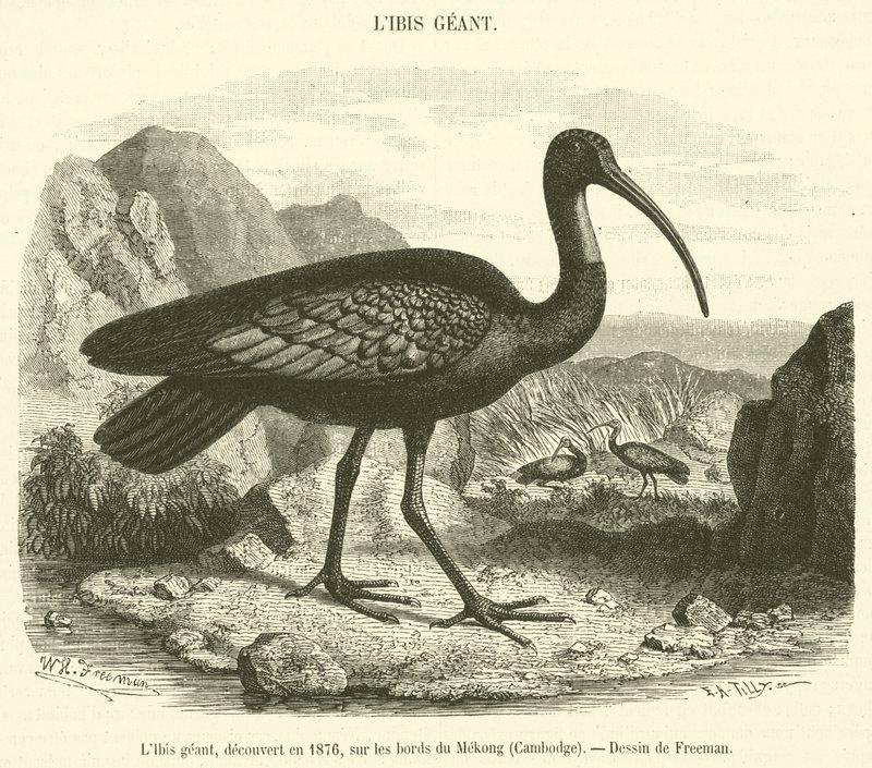 تم اكتشاف أبو منجل العملاق عام 1876 على ضفاف نهر ميكونغ بكمبوديا (نقش) بواسطة المدرسة الفرنسية