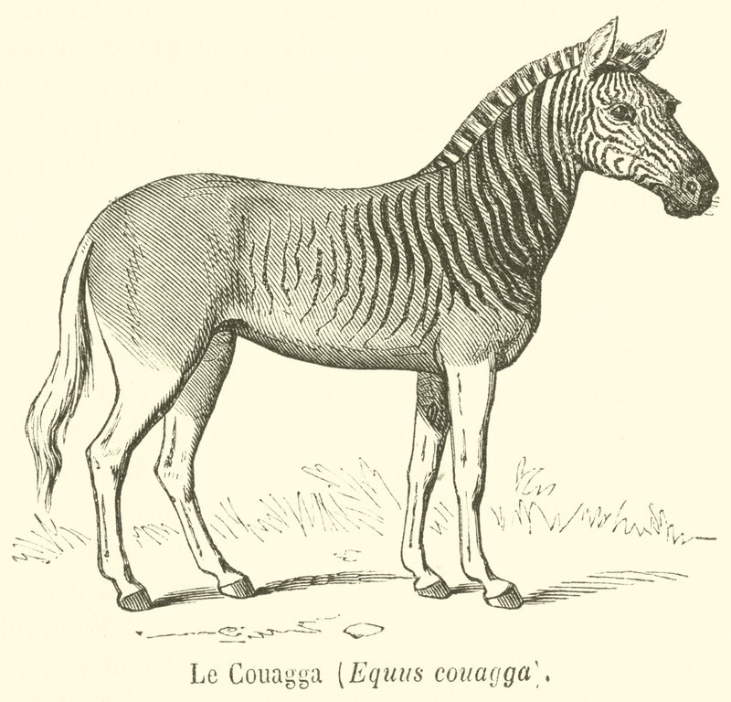 Le Couagga ، Equus couagga (نقش) بواسطة المدرسة الفرنسية