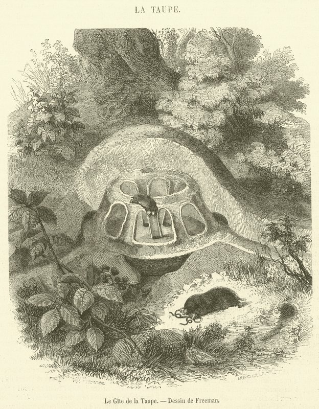 Le Gite de la Taupe (engraving) بواسطة المدرسة الفرنسية