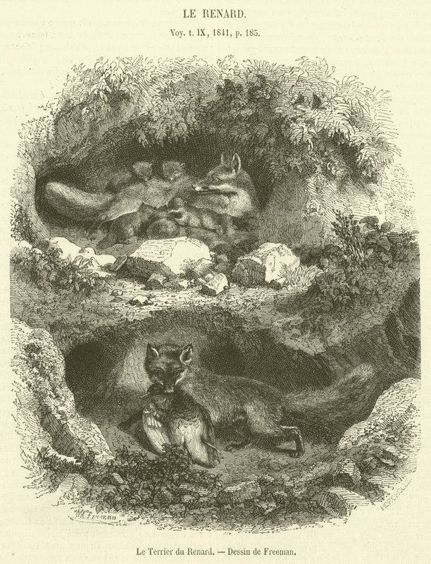 Le Terrier du Renard (نقش) بواسطة المدرسة الفرنسية