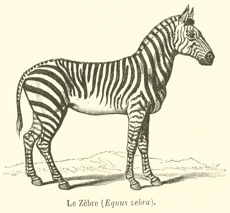 حمار وحشي ، Equus حمار وحشي (نقش) بواسطة المدرسة الفرنسية