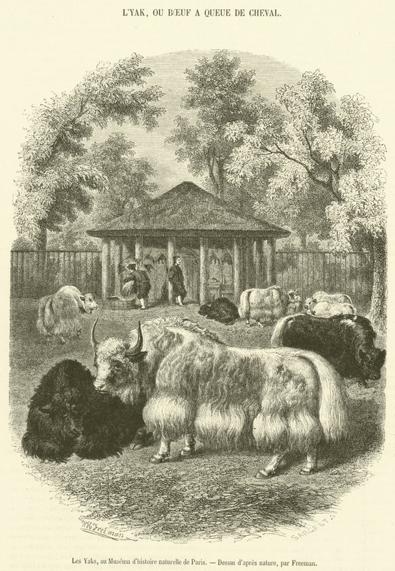 Les Yaks, au Museum d