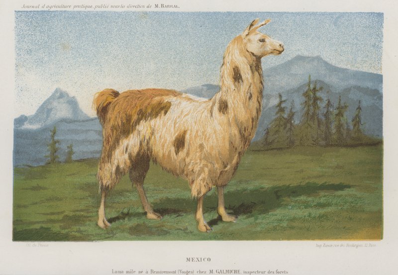 ذكر اللاما المولود في Remiremont (Vosges) ، فرنسا (Chromolitho) بواسطة المدرسة الفرنسية