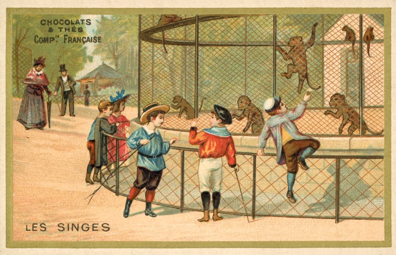 Monkeys (chromolitho) بواسطة المدرسة الفرنسية