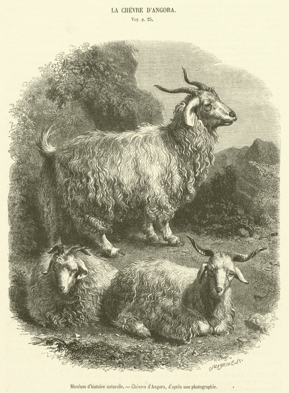 متحف التاريخ الطبيعي ، Chevres d'Angora (نقش) بواسطة المدرسة الفرنسية
