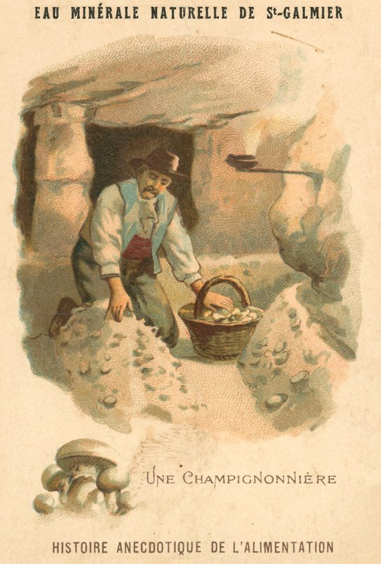 Mushroom grower (chromolitho) بواسطة المدرسة الفرنسية