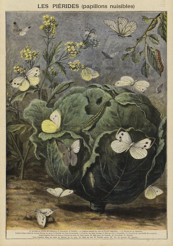 Pieridae (الفراشات الضارة) بواسطة المدرسة الفرنسية