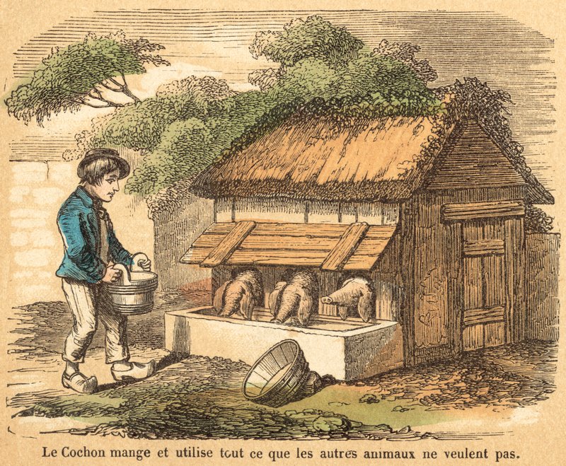 Pig (coloured engraving) بواسطة المدرسة الفرنسية