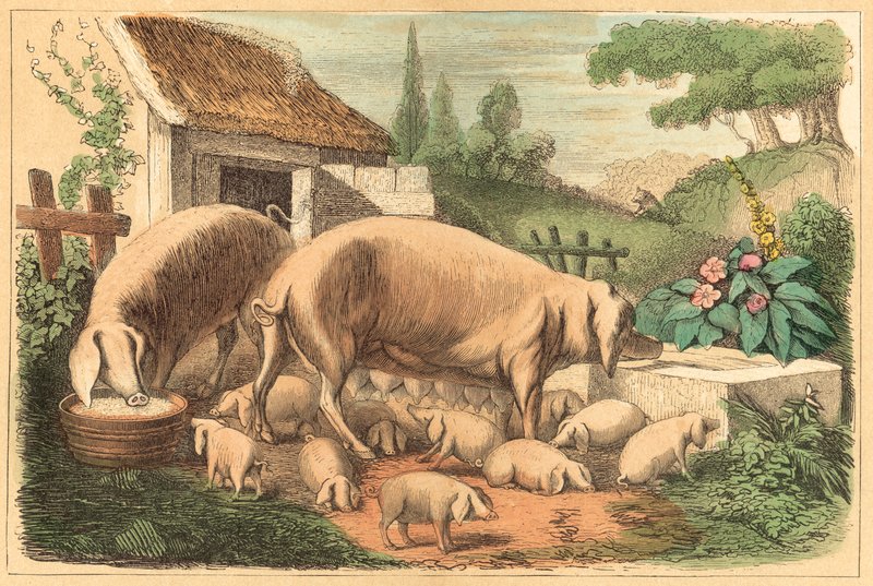 Pig (coloured engraving) بواسطة المدرسة الفرنسية