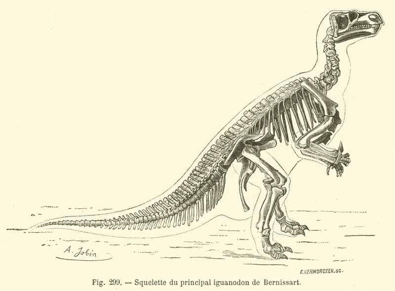 هيكل عظمي لـ Bernissart iguanodon الرئيسي (نقش) بواسطة المدرسة الفرنسية