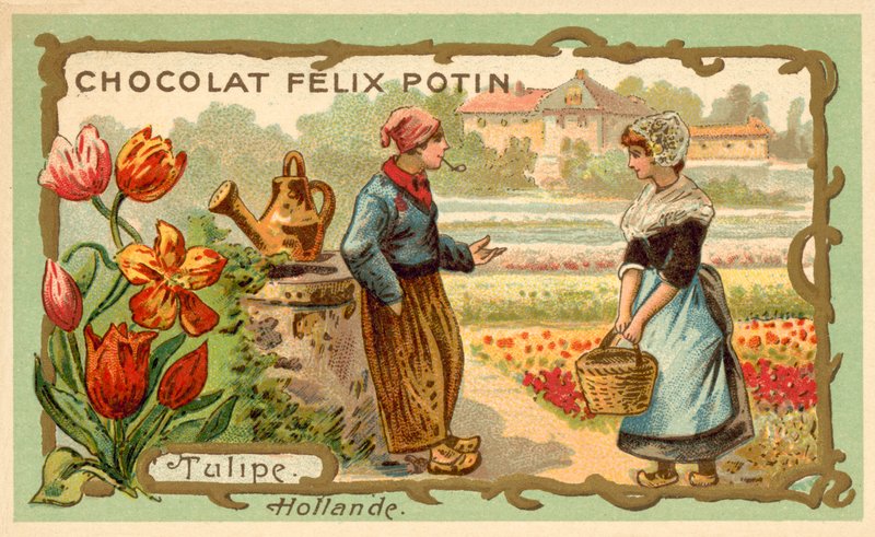 Tulips, Netherlands (chromolitho) بواسطة المدرسة الفرنسية