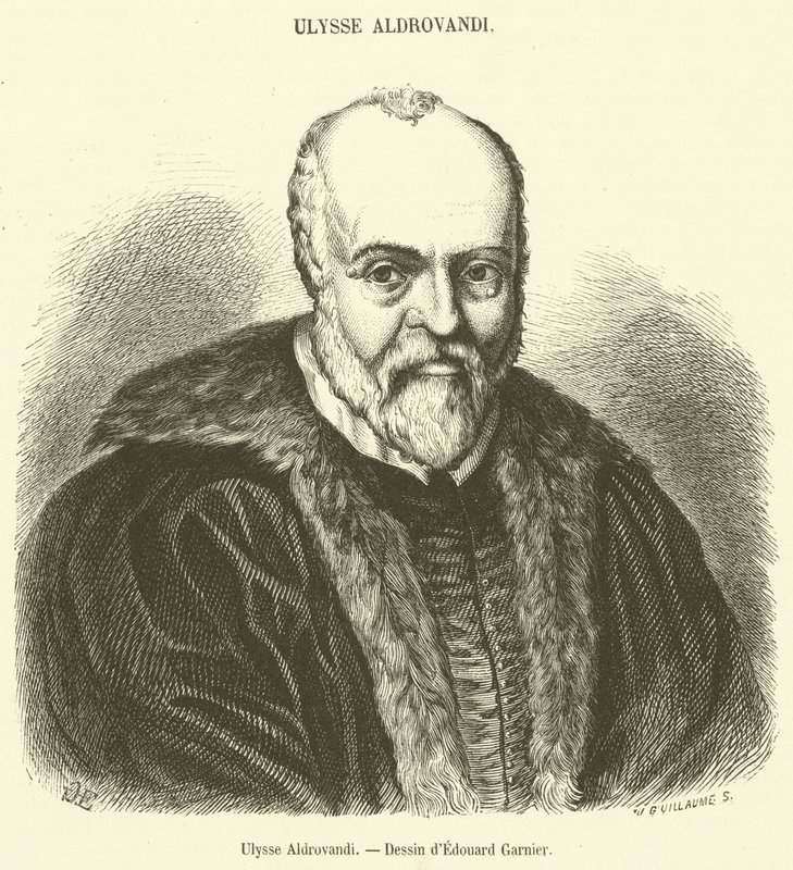 Ulysse Aldrovandi (engraving) بواسطة المدرسة الفرنسية