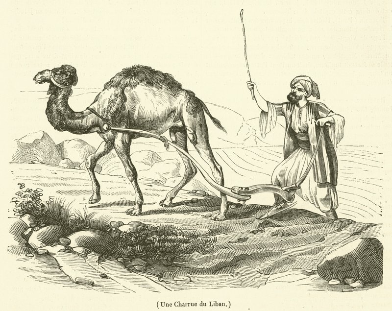 محراث من لبنان (نقش) بواسطة المدرسة الفرنسية